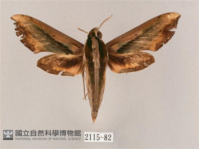 斜綠天蛾藏品圖，第1張