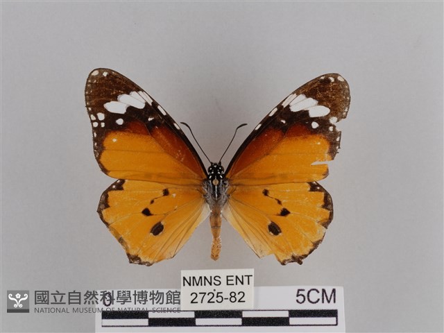樺斑蝶藏品圖，第1張