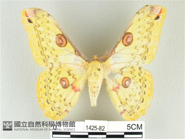 黃豹天蠶蛾藏品圖，第1張