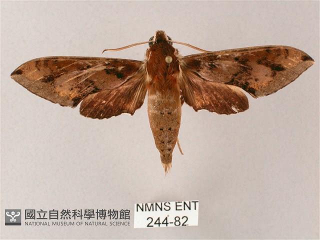 雙斑白肩天蛾藏品圖，第1張