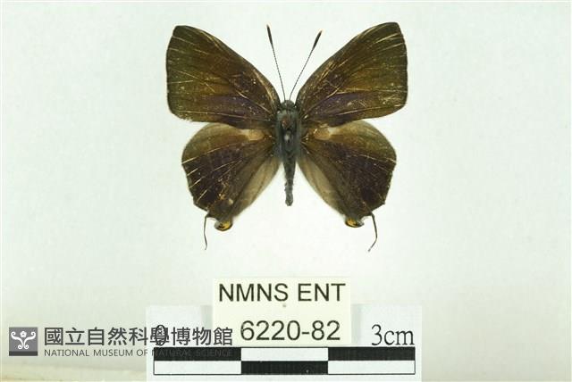 淡黑玳灰蝶藏品圖，第1張