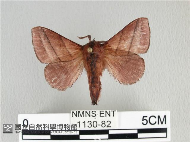 川邊氏枯葉蛾藏品圖，第1張