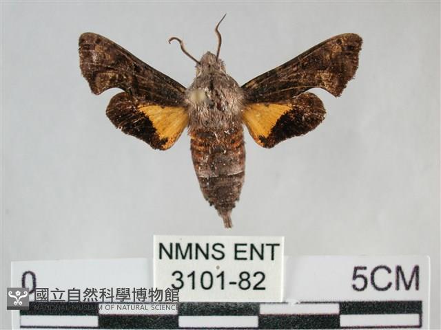 三角凹緣天蛾藏品圖，第1張