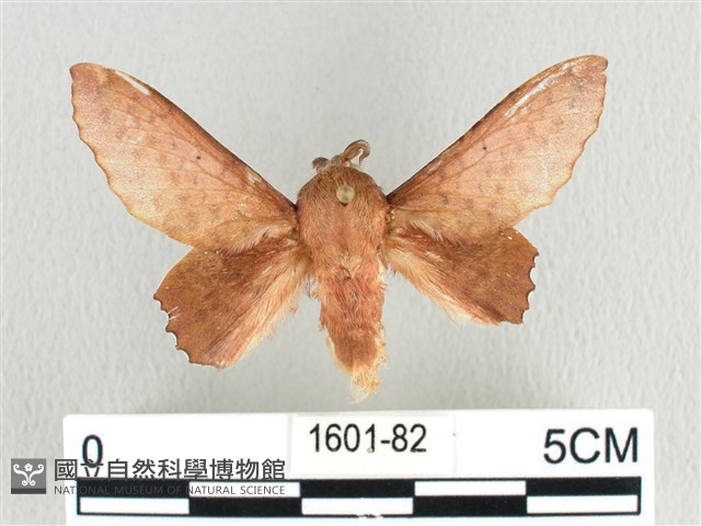臺灣枯葉蛾藏品圖，第1張