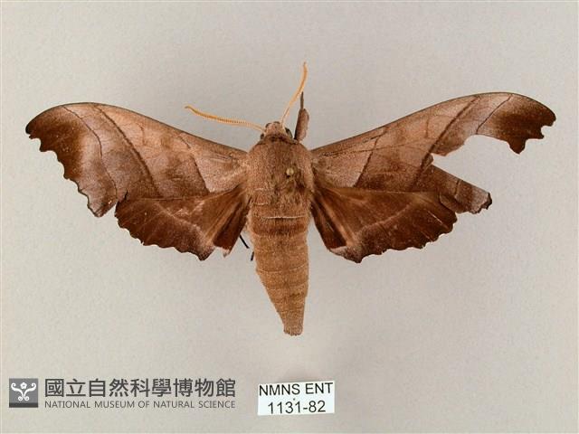 齒翅三線天蛾藏品圖，第1張