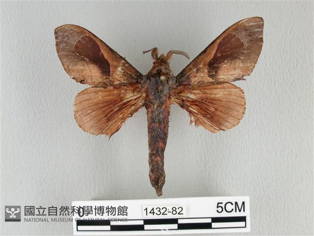 大褐斑枯葉蛾藏品圖，第1張