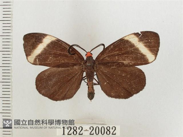 茶帶螢斑蛾藏品圖，第1張