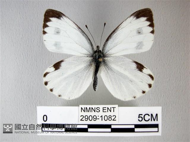 緣點白粉蝶藏品圖，第1張