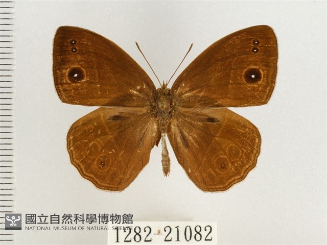 淺色眉眼蝶藏品圖，第1張