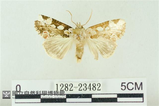 連珠波紋蛾藏品圖，第1張