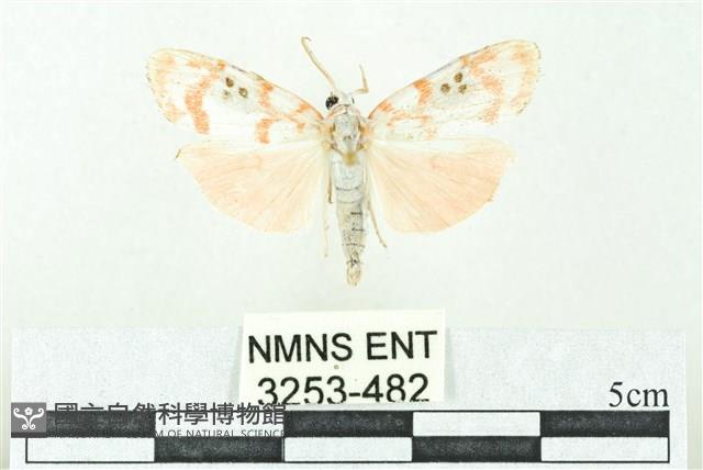 臺雪苔蛾藏品圖，第1張