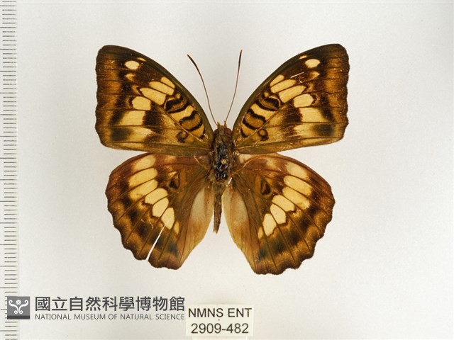 甲仙翠蛺蝶藏品圖，第1張