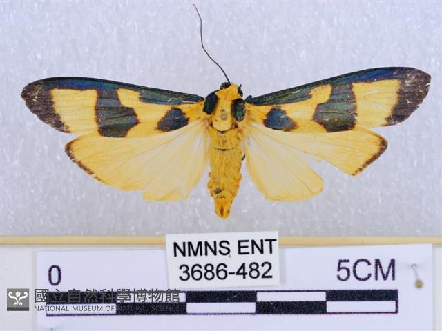 閃光苔蛾藏品圖，第1張