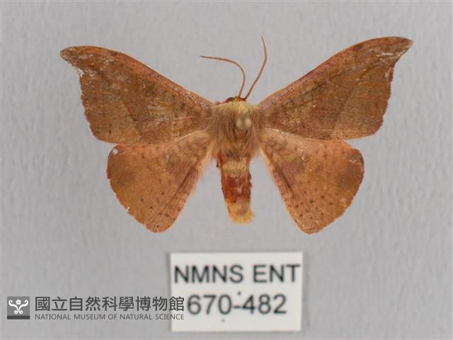 銀端帶鉤蛾藏品圖，第1張