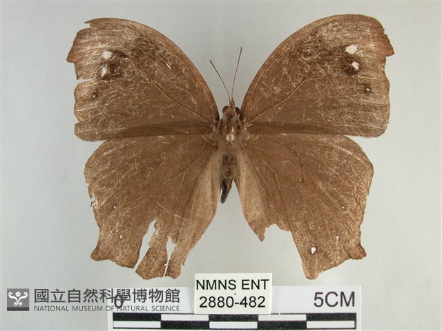 森林暮眼蝶、黑樹蔭蝶藏品圖，第1張