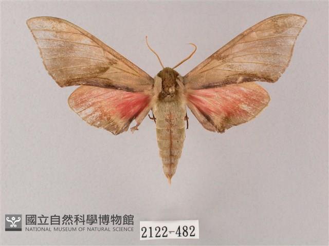 榆綠天蛾藏品圖，第1張