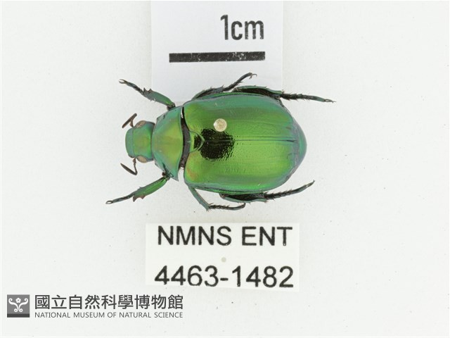 艷金龜藏品圖，第1張