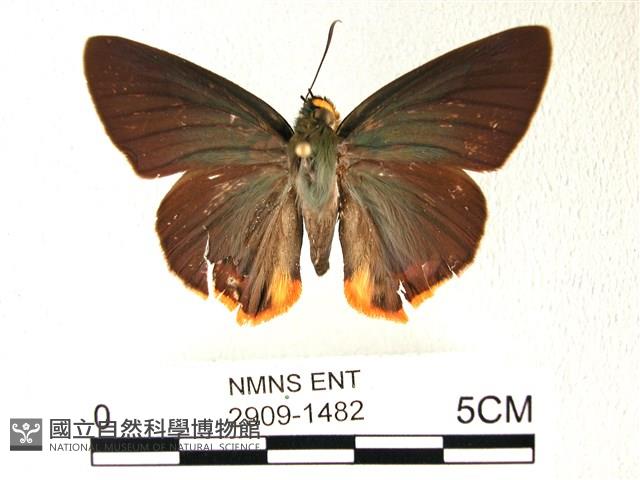 綠弄蝶藏品圖，第1張