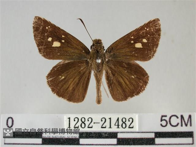 黃紋孔弄蝶藏品圖，第1張