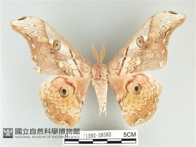 大綠目天蠶蛾藏品圖，第1張
