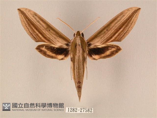 棕綠背線天蛾藏品圖，第1張