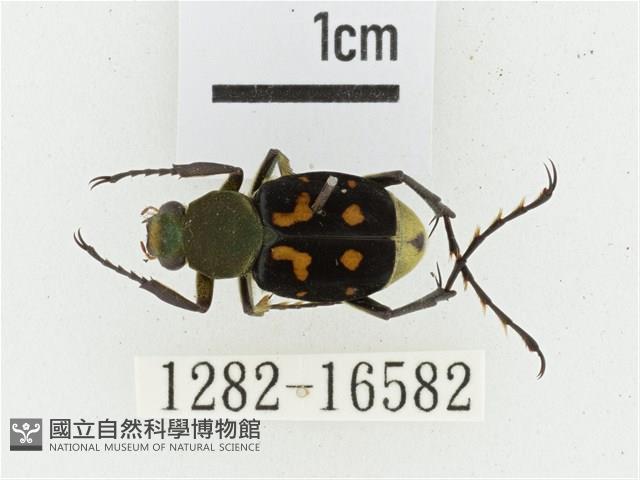 黃肩長腳花金龜藏品圖，第1張