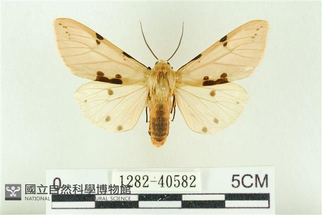 棍棒污燈蛾藏品圖，第1張