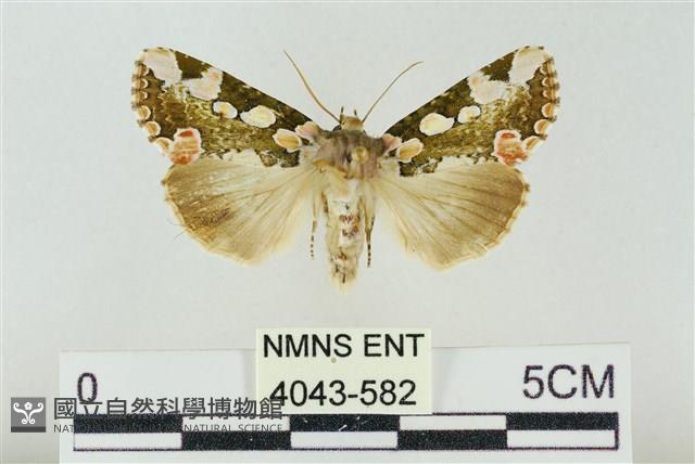 連珠波紋蛾藏品圖，第1張