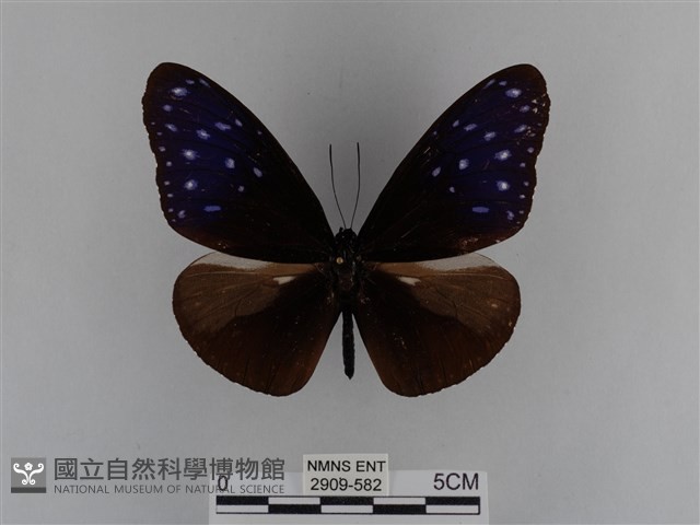 異紋紫斑蝶藏品圖，第1張