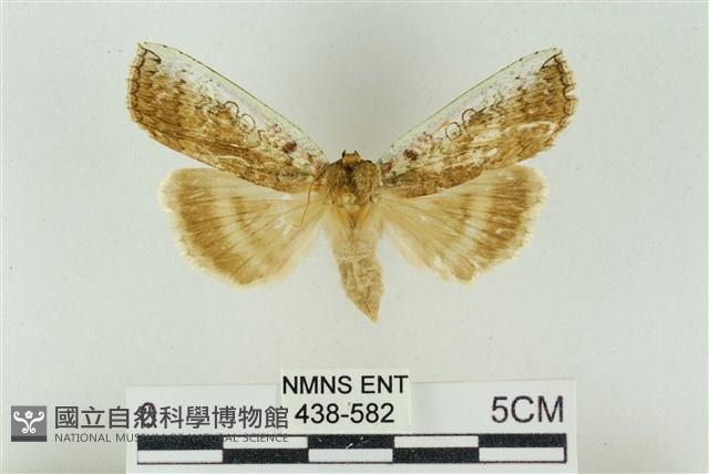 臺洒波紋蛾藏品圖，第1張