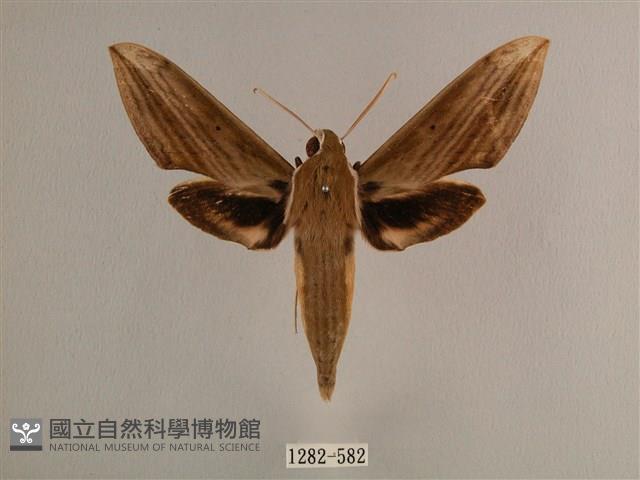 背線天蛾藏品圖，第1張