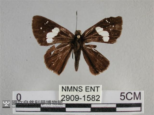 曲紋袖弄蝶藏品圖，第1張