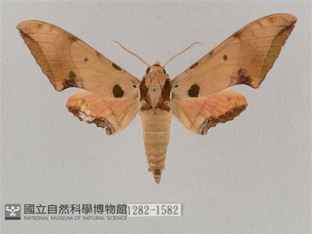 廣東鷹翅天蛾藏品圖，第1張