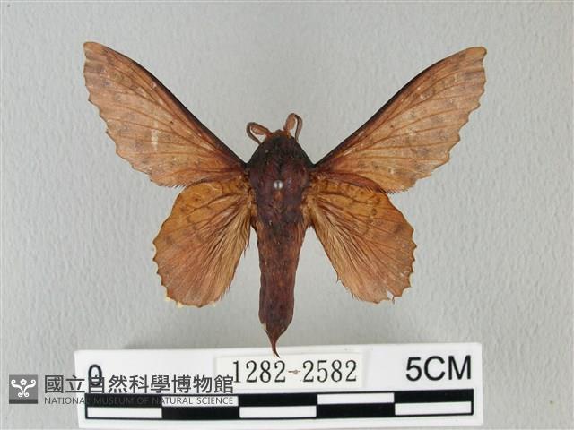 鋸緣枯葉蛾藏品圖，第1張