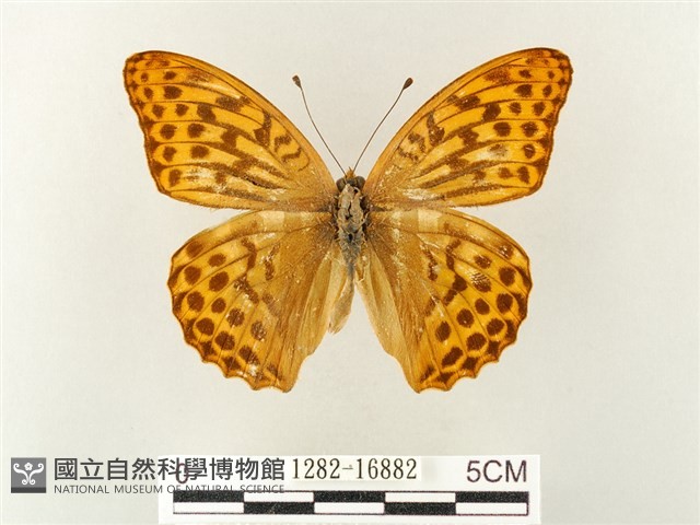 綠豹蛺蝶藏品圖，第1張
