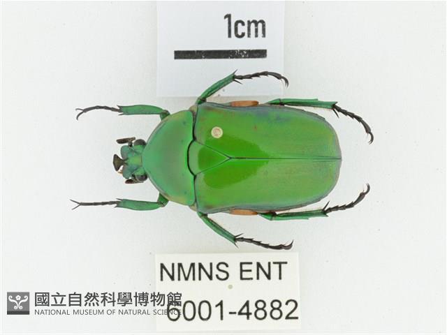 小扇角金龜藏品圖，第1張