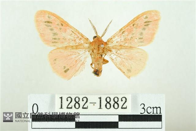 三條橙燈蛾藏品圖，第1張