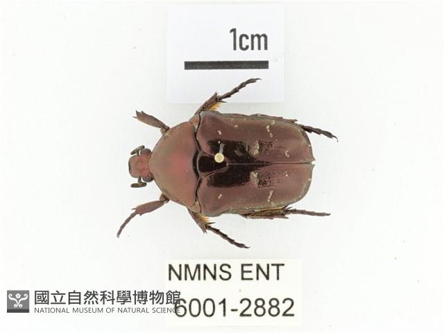 紫艷白點花金龜藏品圖，第1張