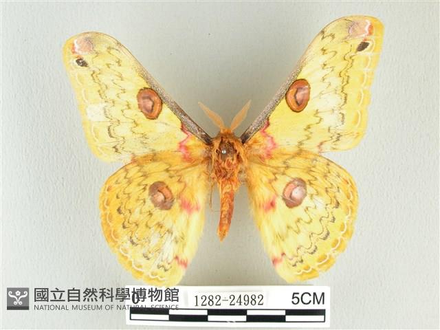 黃豹天蠶蛾藏品圖，第1張