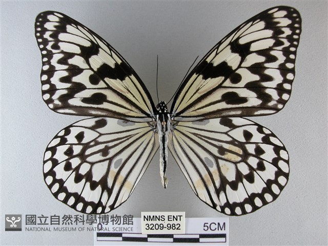 大白斑蝶藏品圖，第1張