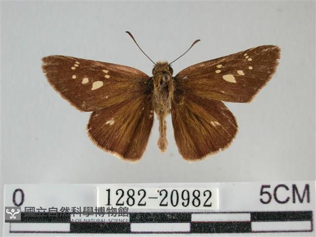 黃紋孔弄蝶藏品圖，第1張