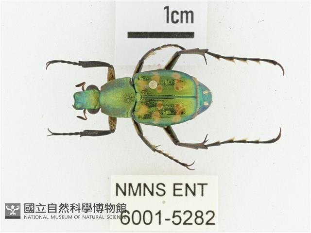 綠艷長腳花金龜藏品圖，第1張