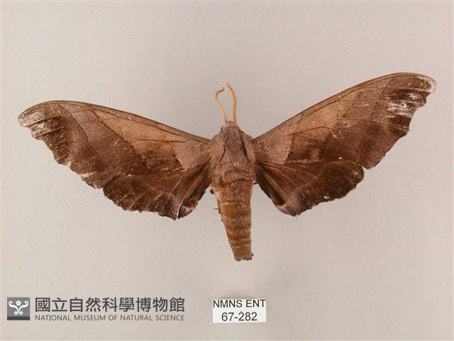 齒翅三線天蛾藏品圖，第1張