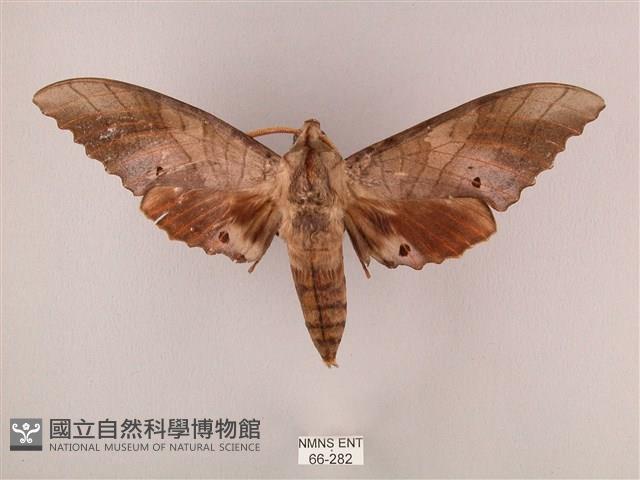 栗六點天蛾藏品圖，第1張