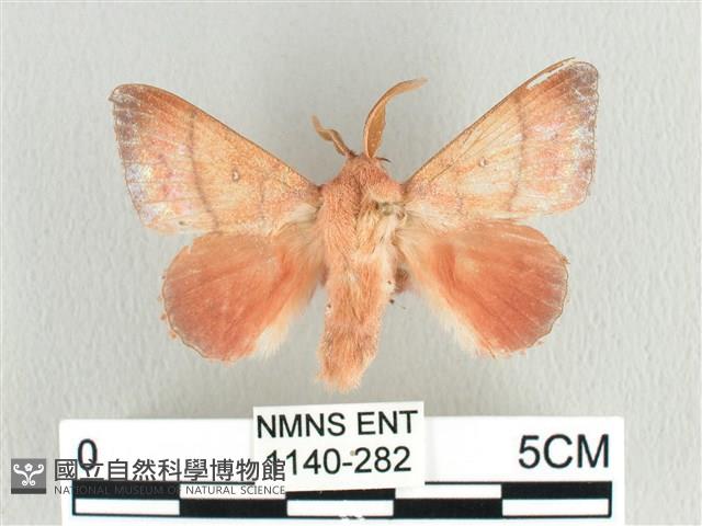 臺灣蘋毛蟲藏品圖，第1張