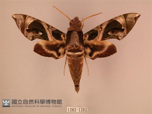 暗綠白腰天蛾藏品圖，第1張