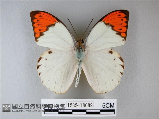 橙端粉蝶、端紅蝶藏品圖，第1張