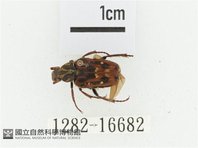 叉斑陷紋金龜藏品圖，第1張