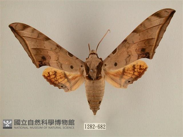 臺灣鷹翅天蛾藏品圖，第1張