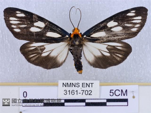 巨網燈蛾藏品圖，第1張